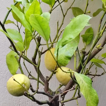 Le Clio Hyper Centre Proche Promenade Appartamento *