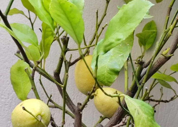 Le Clio Hyper Centre Proche Promenade Апартаменты *